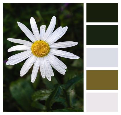 Daisy Flower Flower Background Image